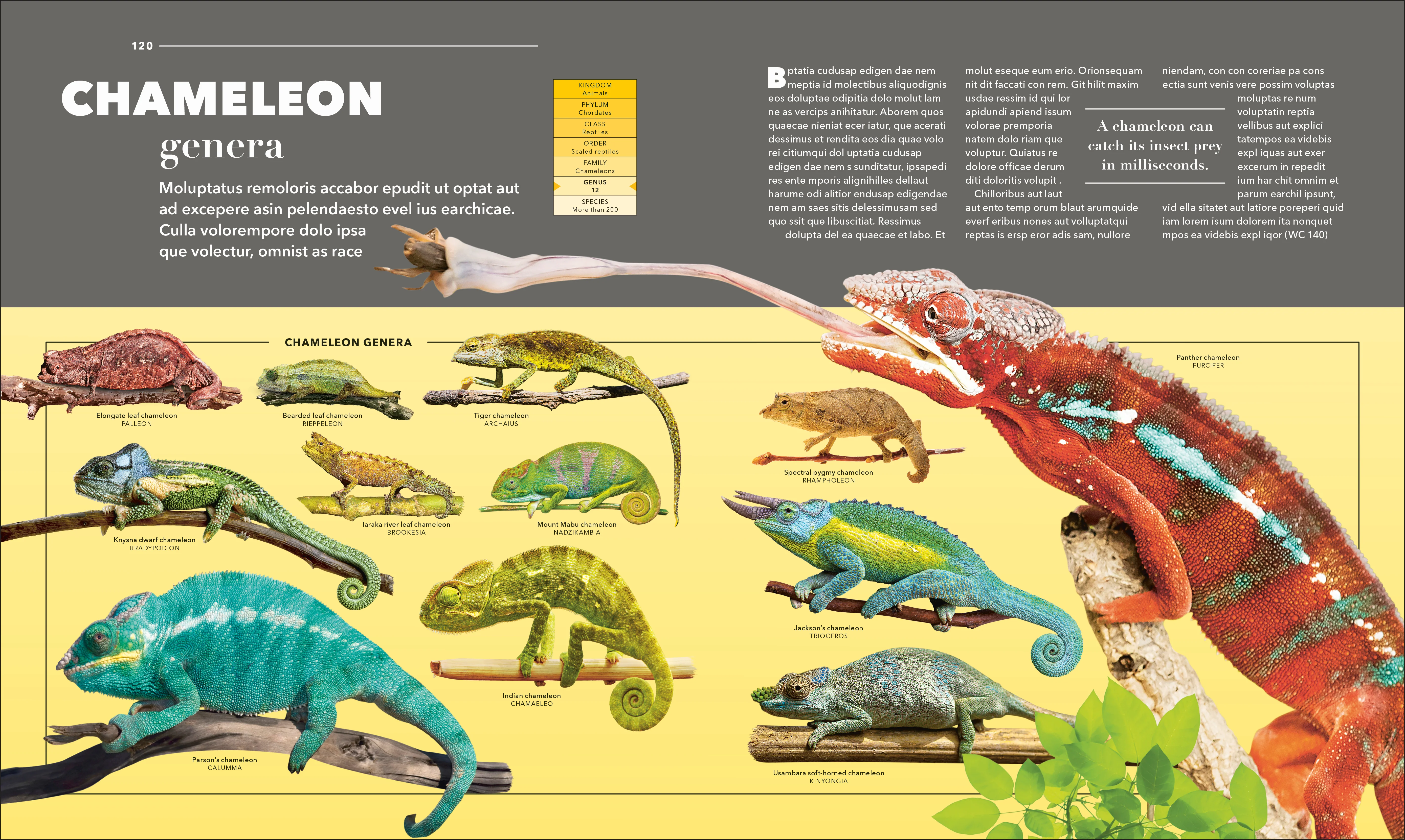 Animals A Visual Compendium - Image 3