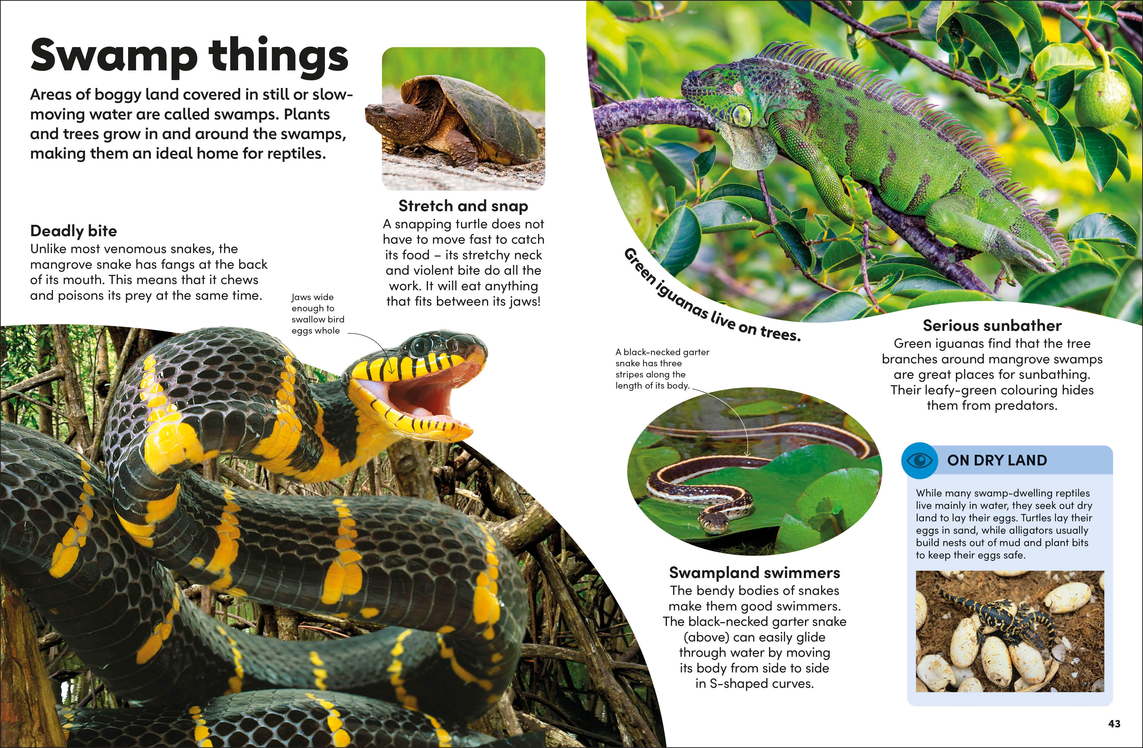 Eyewonder Reptiles - Image 3